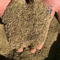 Alternative view of زیره سبز تمیز