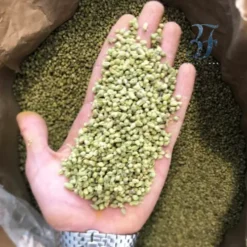 Alternative view of گل اورگانو بولد