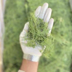 Alternative view of شوید پفکی شسته شده یک کیلو