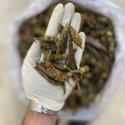 Alternative view of قلم فلفل هالوپینو سبز تند