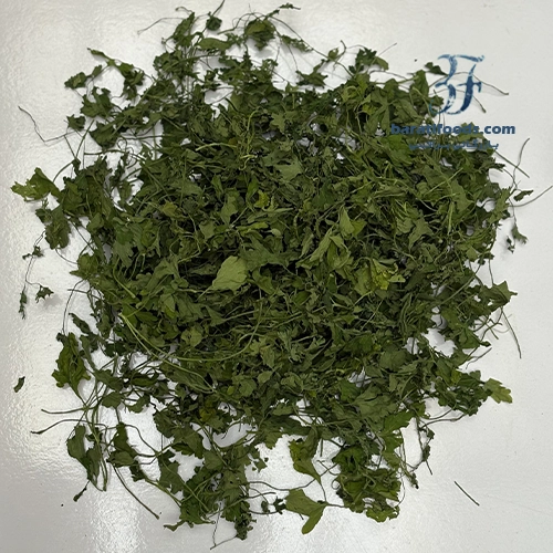 سبزی گیشنیز تمیز 2 سبزی گیشنیز تمیز - تصویر 2