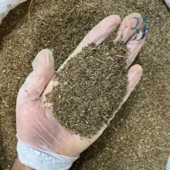 زیره سیاه کوهی