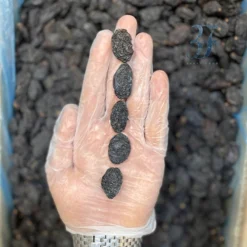 مویز ازبک سایز درشت