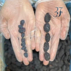 Alternative view of مویز ازبک سایز درشت