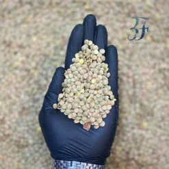 Alternative view of عدس درشت