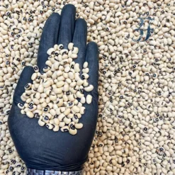 Alternative view of لوبیا چشم بلبلی