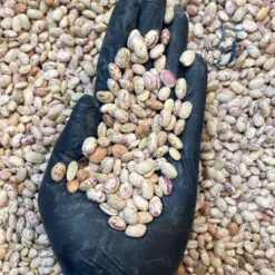 Alternative view of لوبیا چیتی ایرانی