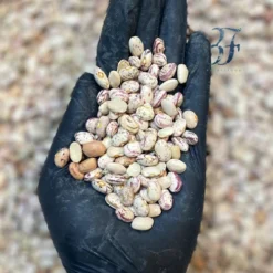 لوبیا چیتی ایرانی