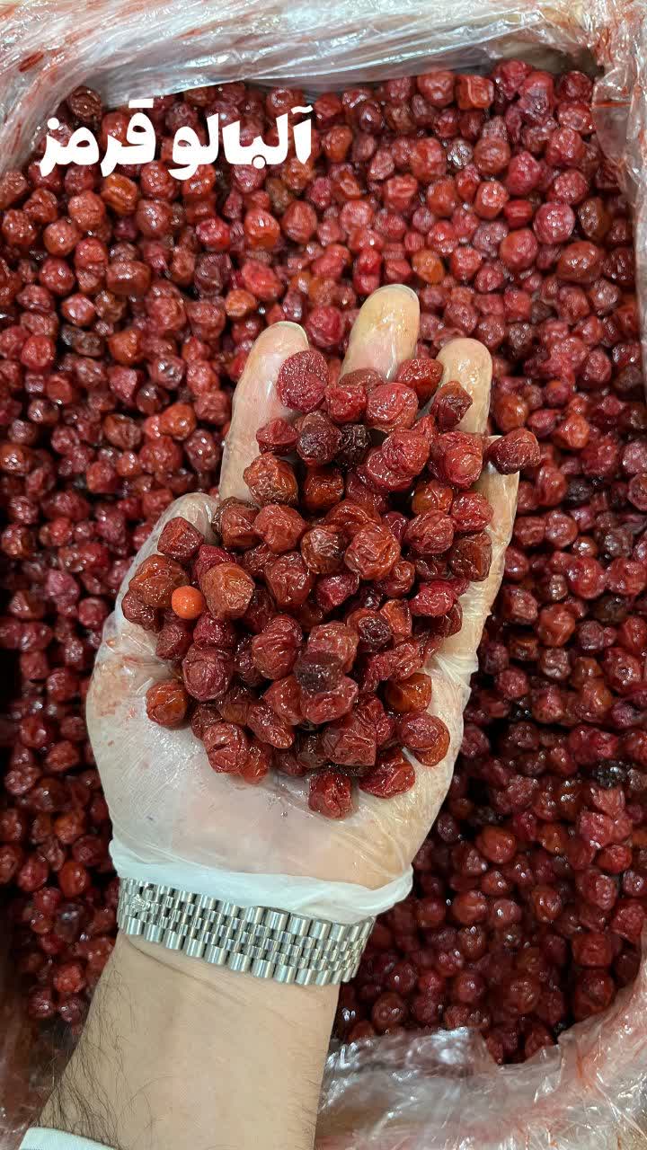 آلبالو قرمز 1 آلبالو قرمز