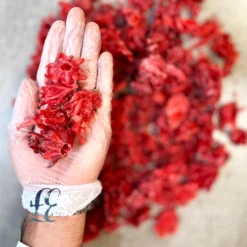 Alternative view of هبیزکوز (میوه چای ترش)