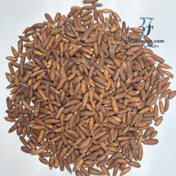 Alternative view of چلغوزه