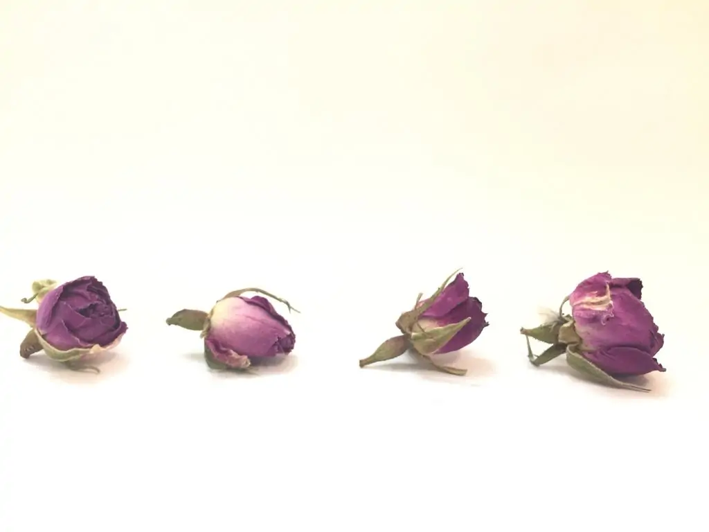 غنچه گل محمدی