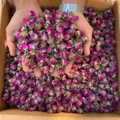 غنچه گل محمدی لوکس لاله زار