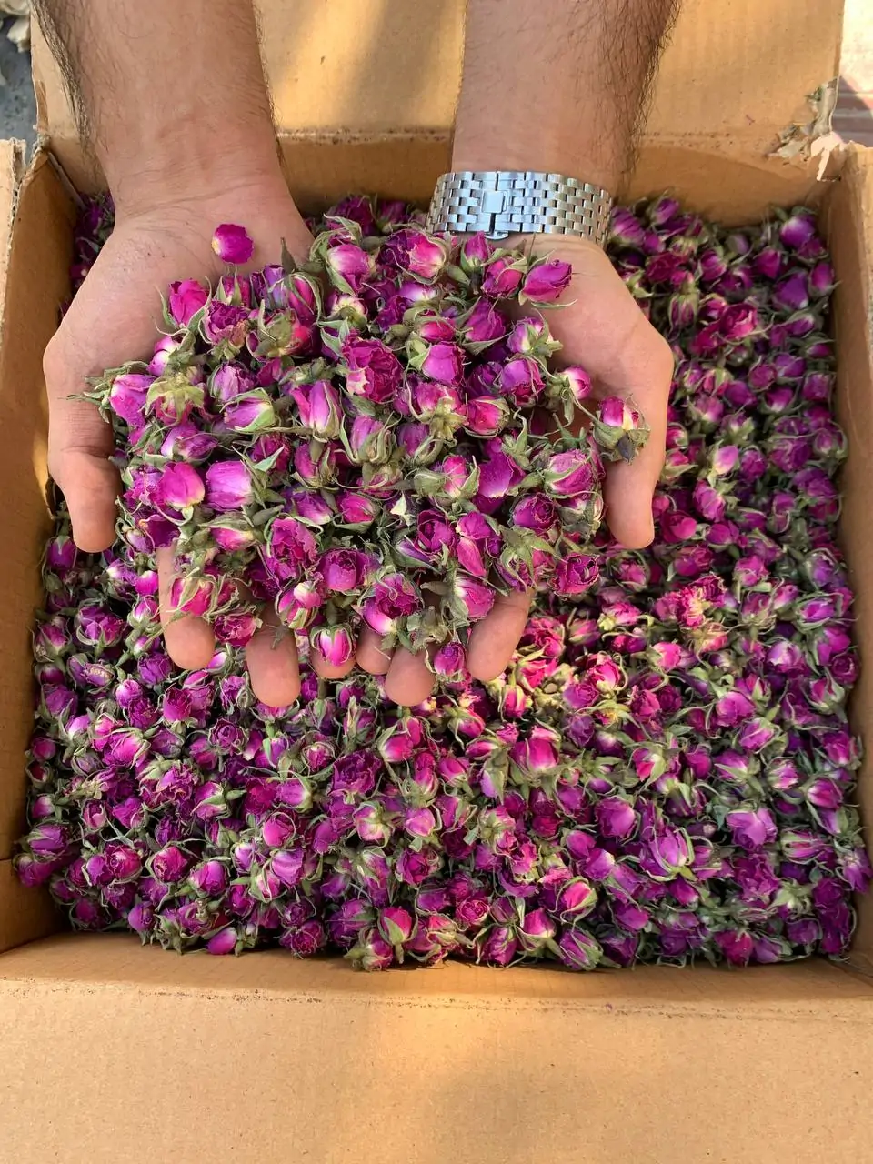 غنچه گل محمدی لوکس لاله زار