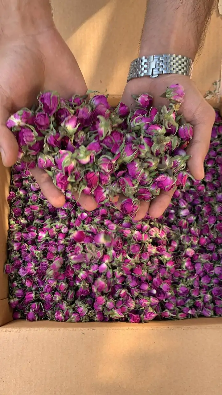 غنچه گل محمدی لوکس لاله زار2