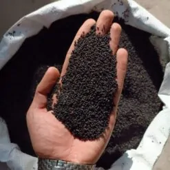 Alternative view of سیاه دانه هندی