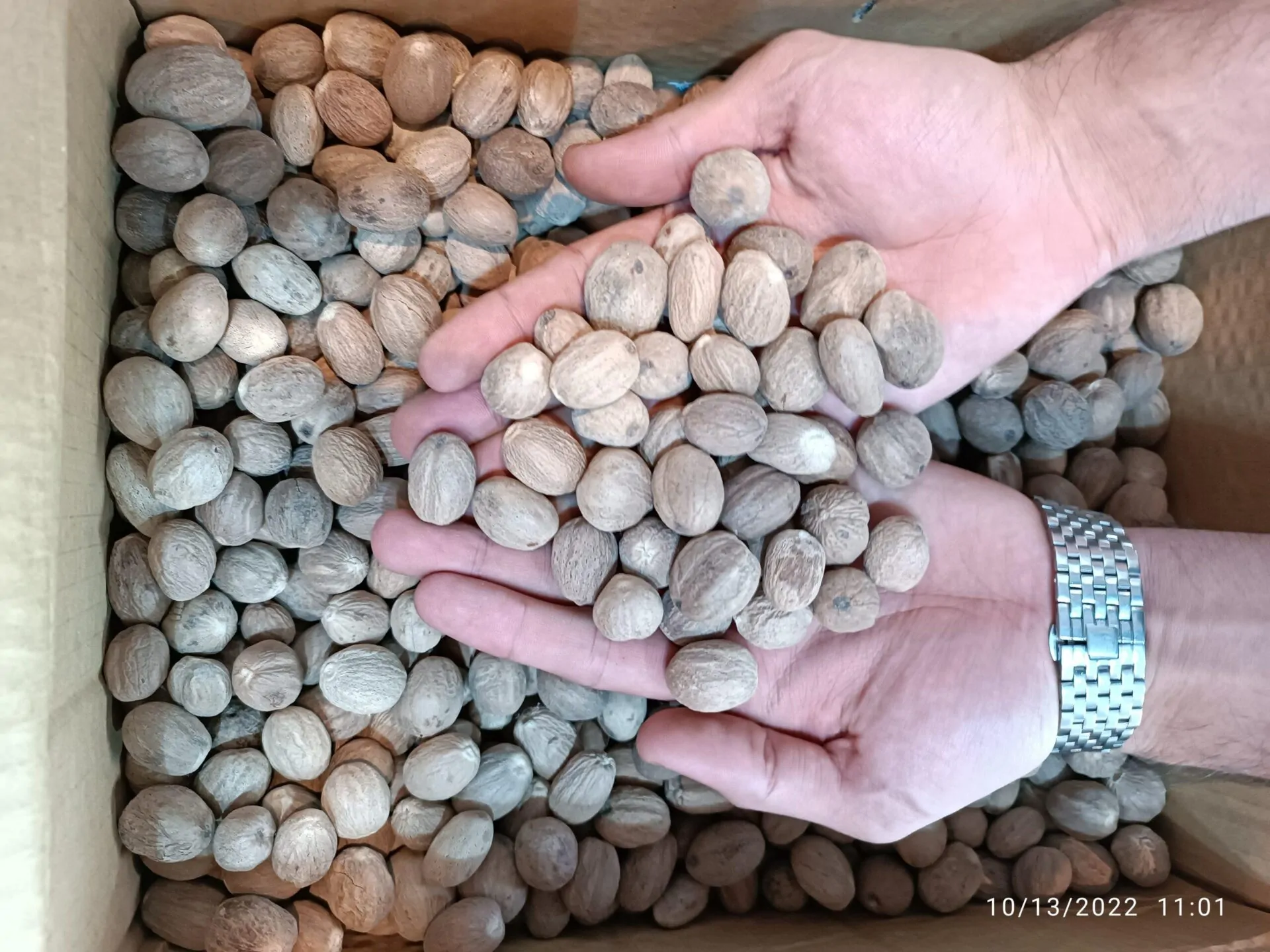 جوز هندی - تصویر 3