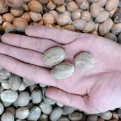 Alternative view of جوز هندی