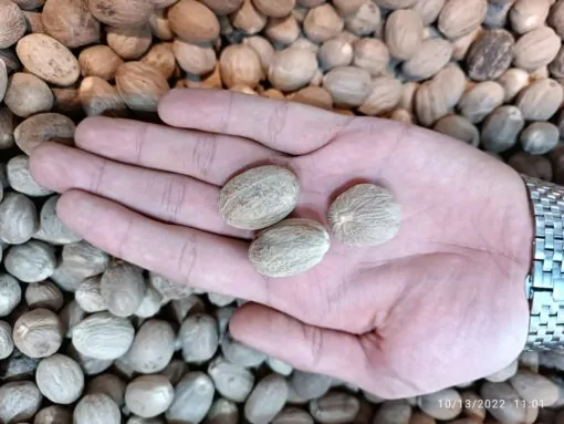 جوز هندی 2 جوز هندی - تصویر 2