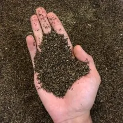 زیره سیاه کاشتنی یا پرورشی لوکس تمیز یک کیلویی