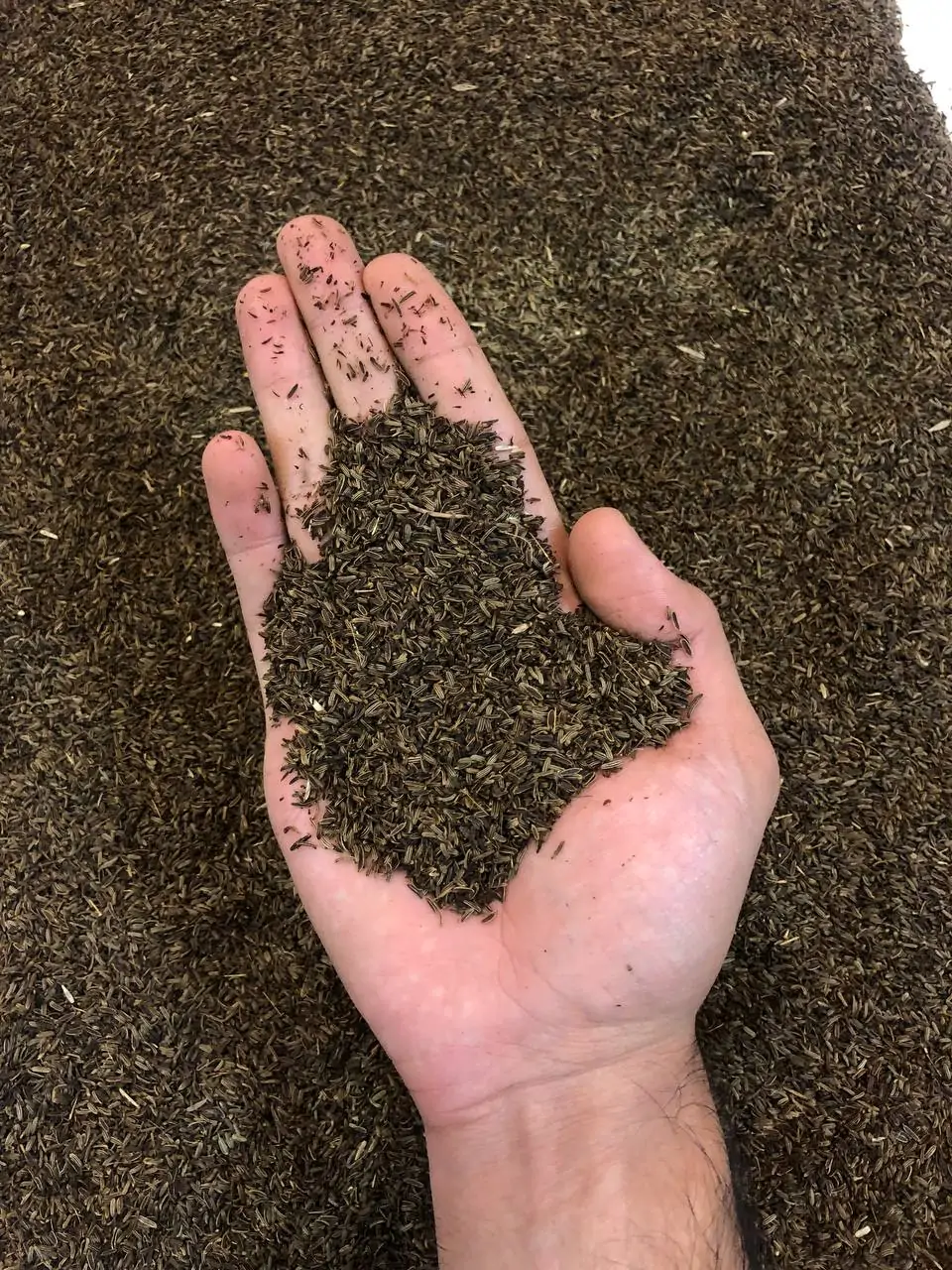 زیره سیاه کاشتنی یا پرورشی لوکس تمیز یک کیلویی