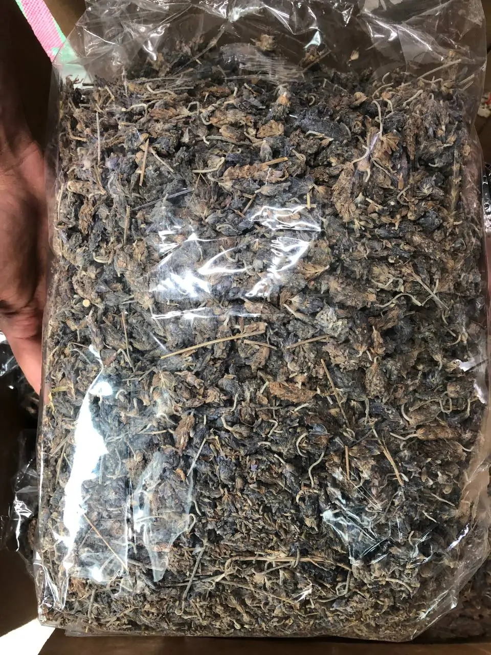 اوسطوخودوس لوکس خارجی یک کیلویی