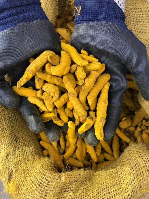 زردچوبه قلم چارمنار 5 زنجبیل قلم نسابیده درشت یک کیلویی2