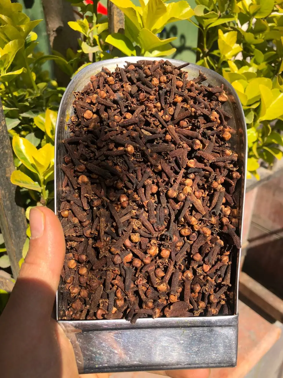 میخک درشت اعلا یک کیلویی