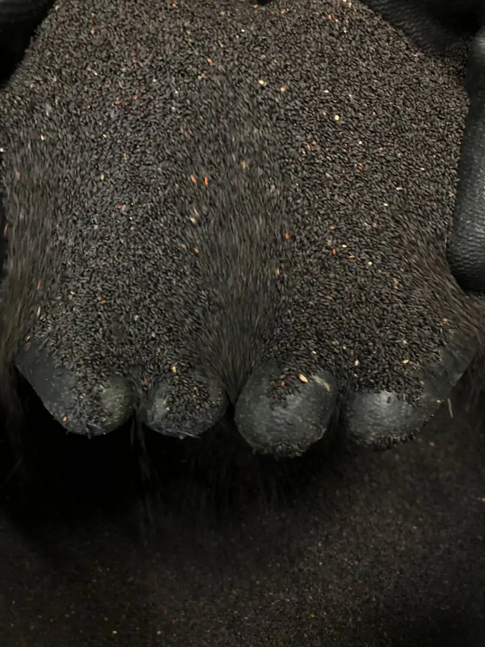 تخمه شربتی ریز هندی - تصویر 4