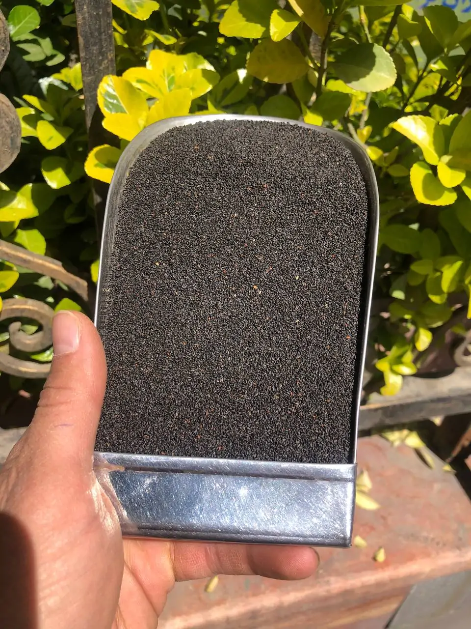 تخمه شربتی ریز هندی2