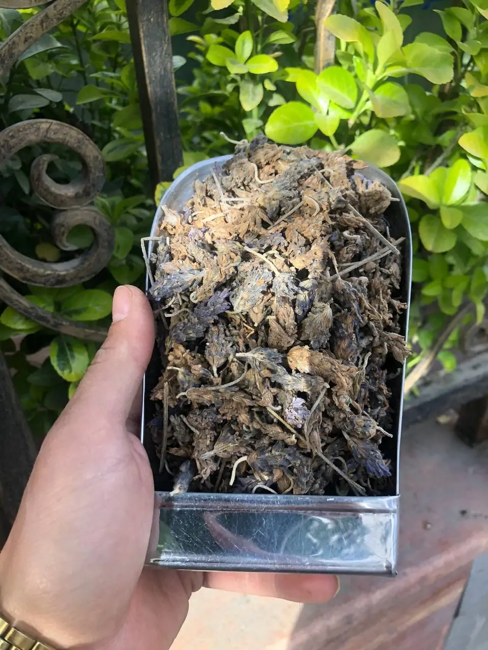 اوسطوخودوس لوکس خارجی یک کیلویی3