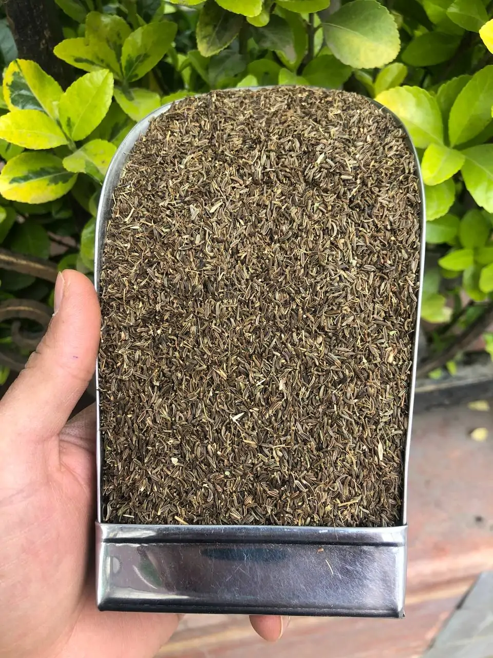 زیره سیاه کاشتنی یا پرورشی لوکس تمیز یک کیلویی2