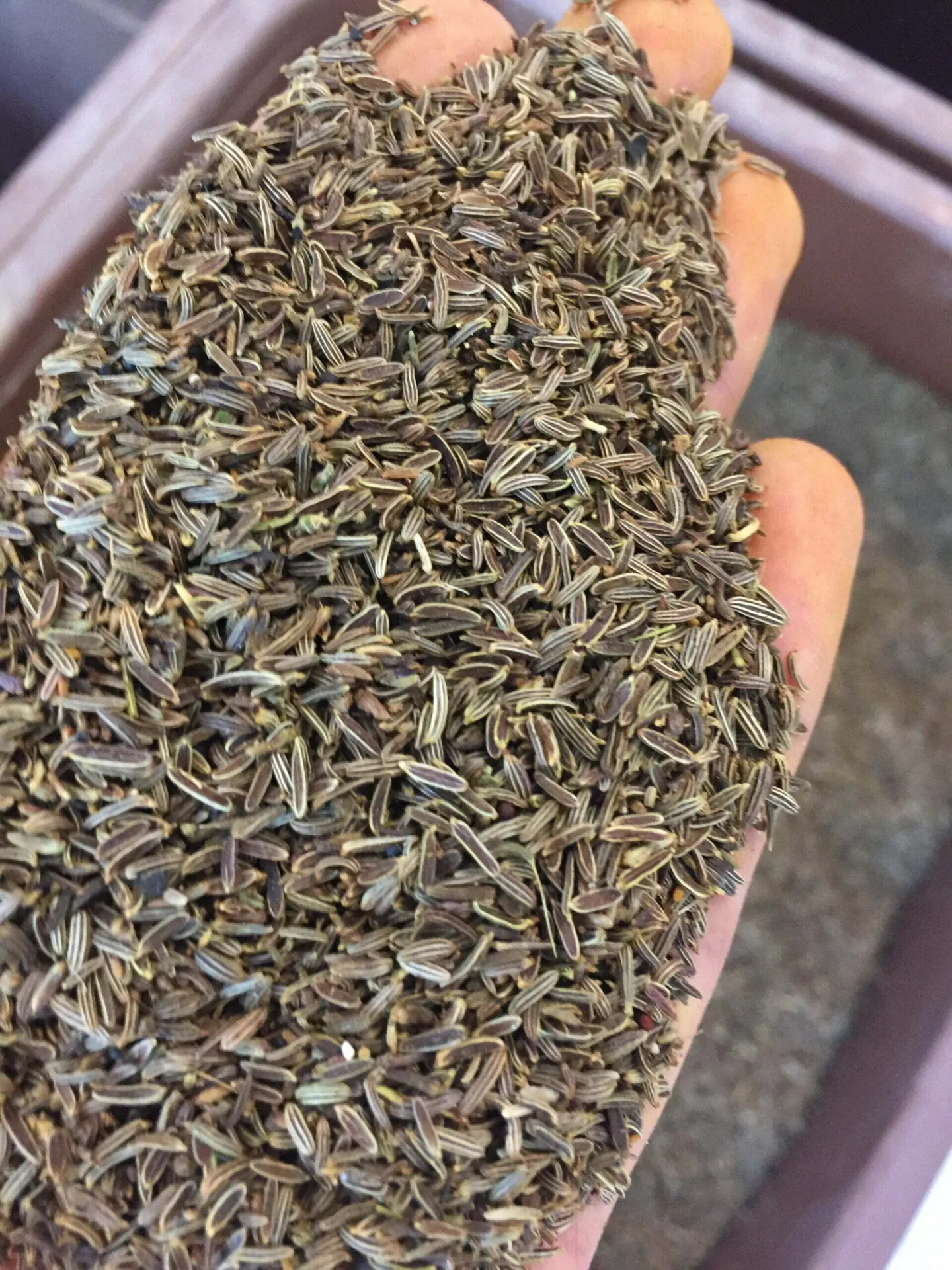 زیره سیاه کاشتنی یا پرورشی لوکس تمیز یک کیلویی