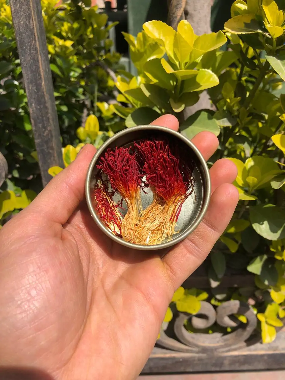 زعفران دسته صد گرمی2