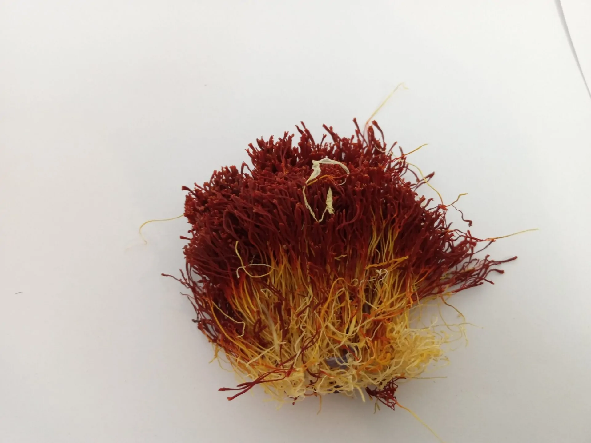 زعفران دسته صد گرمی