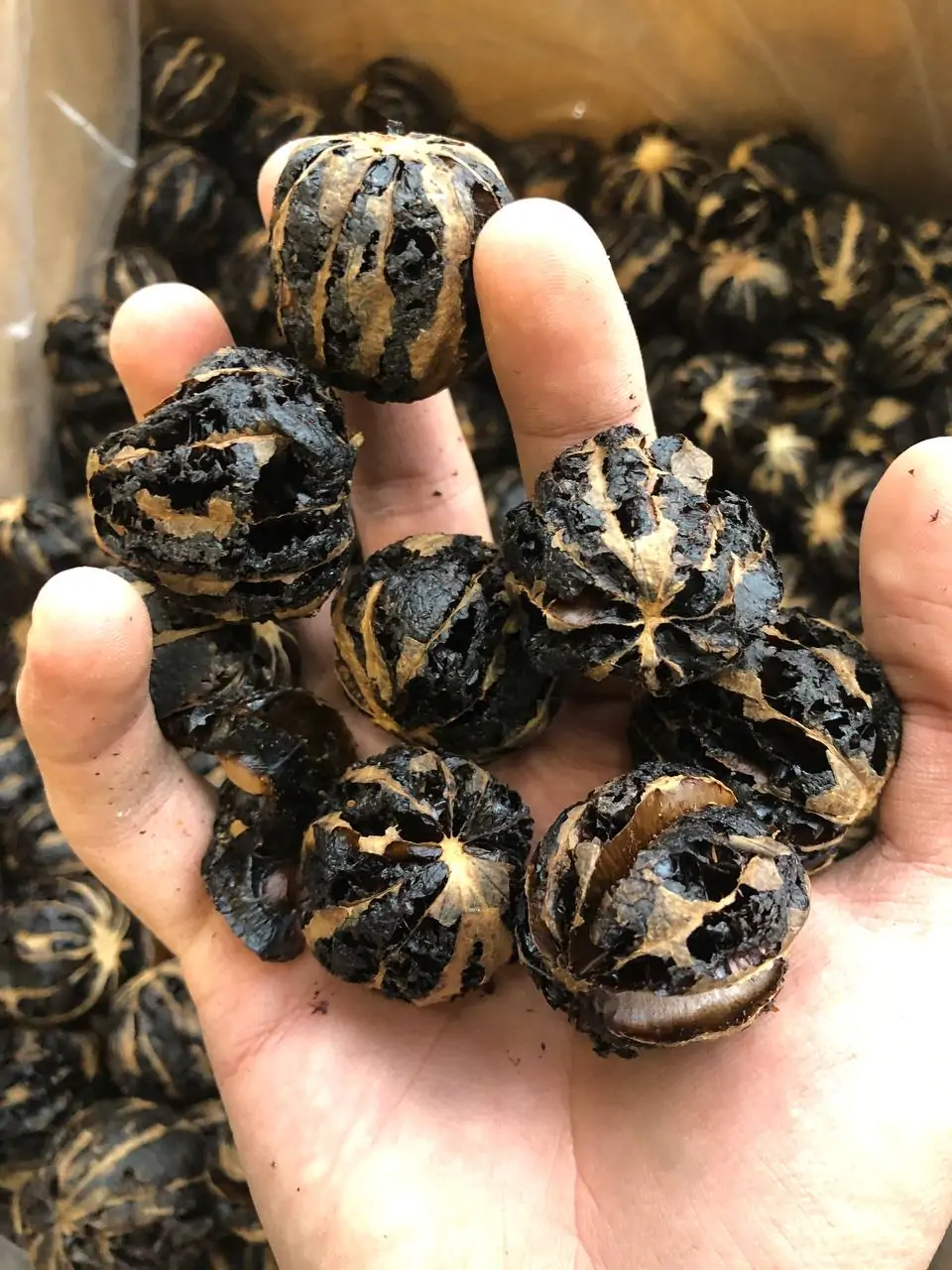 لیمو توپی ویا لیمو ببری لوکس مشکی و بدون تلخی پک یک کیلویی