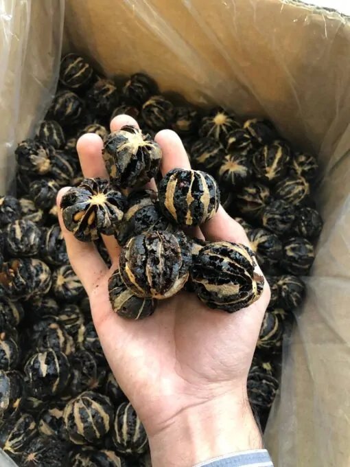 لیمو توپی و یا لیمو ببری 2 لیمو توپی ویا لیمو ببری لوکس مشکی و بدون تلخی پک یک کیلویی2