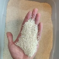 کنجد سفید هندی