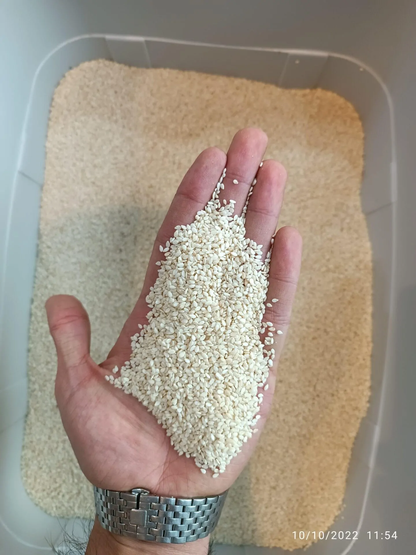 کنجد سفید هندی