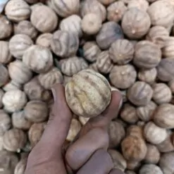 Alternative view of لیمو عمانی