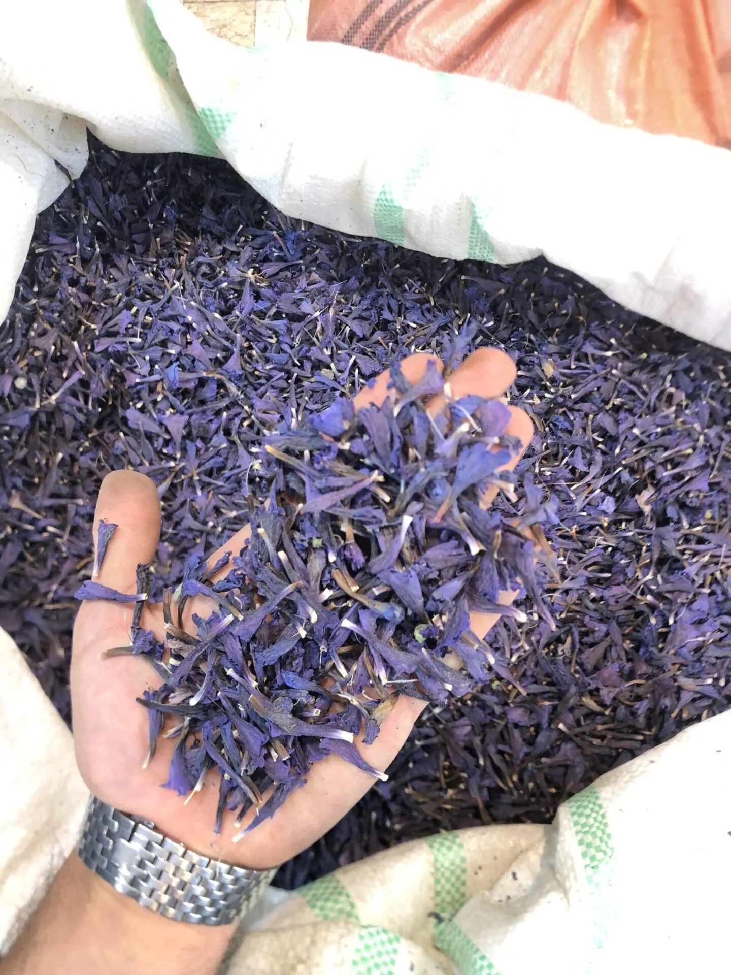 گل گاوزبان - تصویر 3