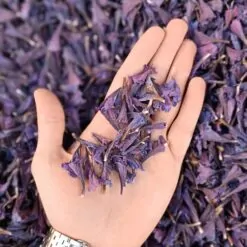 Alternative view of گل گاوزبان