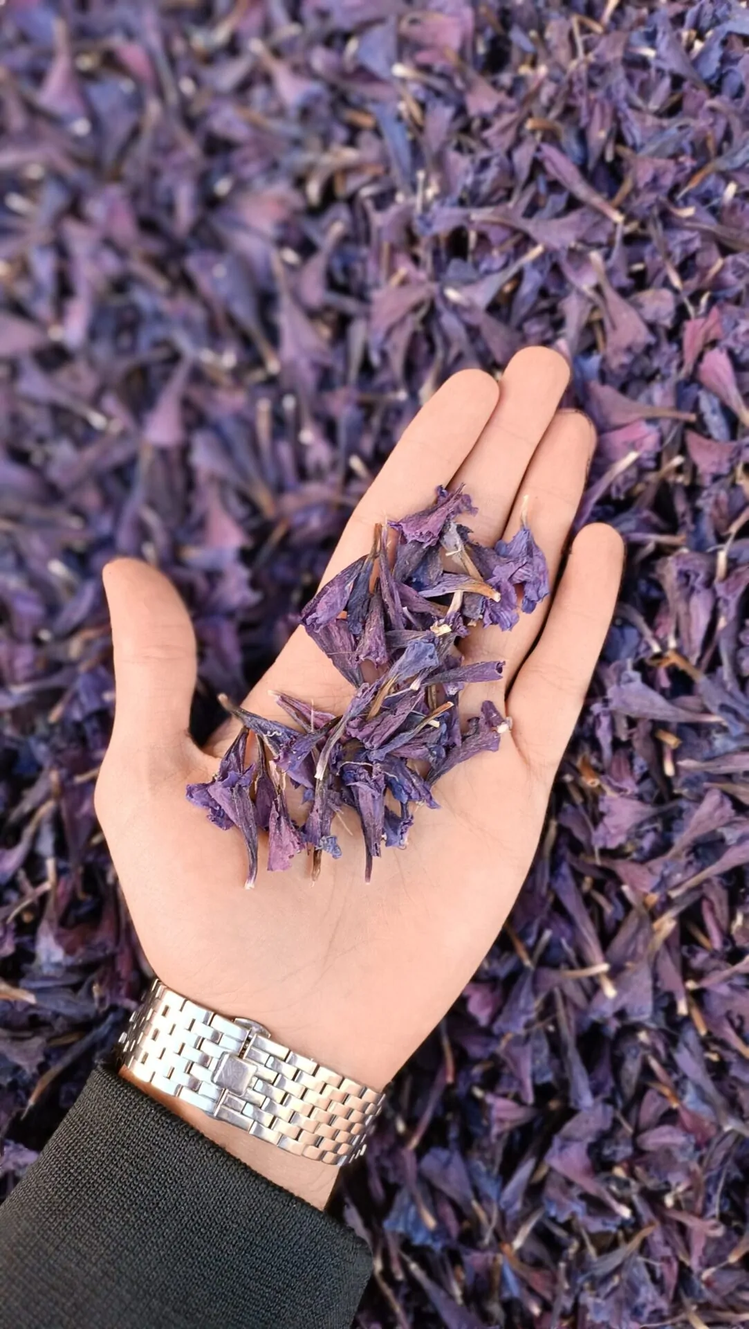 گل گاوزبان - تصویر 2