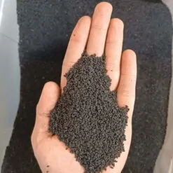 تخم شربتی ریحان