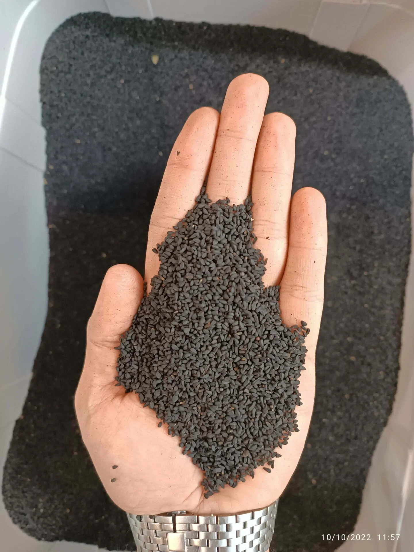 تخم شربتی ریحان