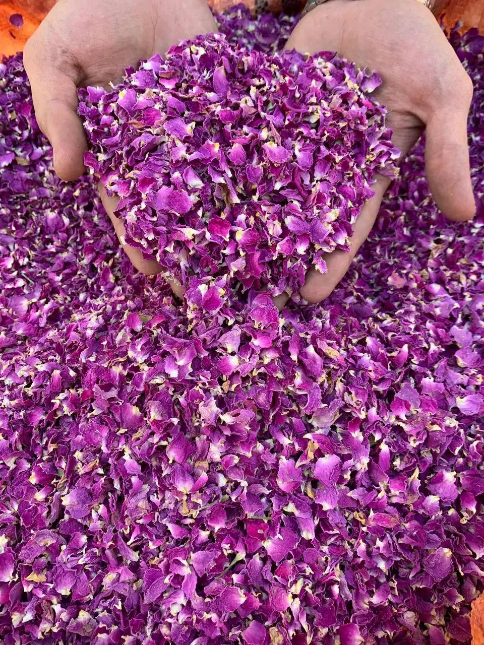 پرگل محمدی لوکس لاله زار