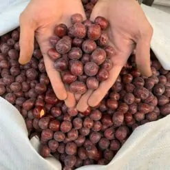 عناب دست چین AAA