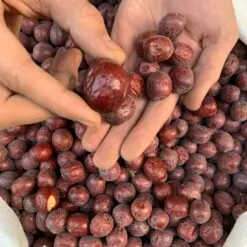 Alternative view of عناب دست چین AAA