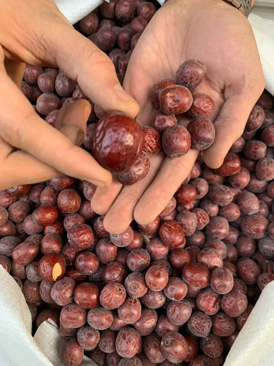 عناب دست چین AAA - تصویر 2