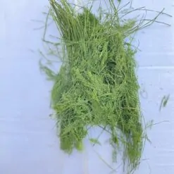 شوید پفکی شسته شده یک کیلو